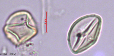 Umbilicus rupestris - lame n° 29385